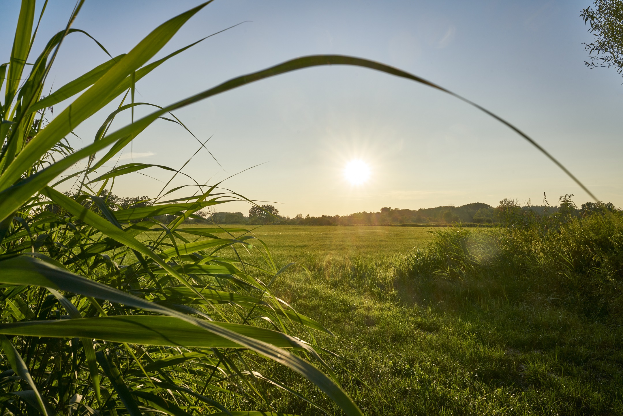 Eine grüne Wiese. Die Sonne beginnt gerade unterzugehen.