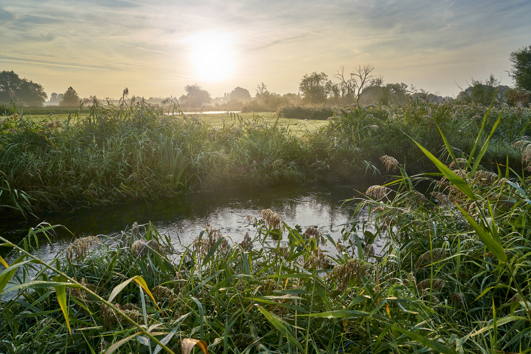 Ein Bach, umgeben von grünen Wiesen.