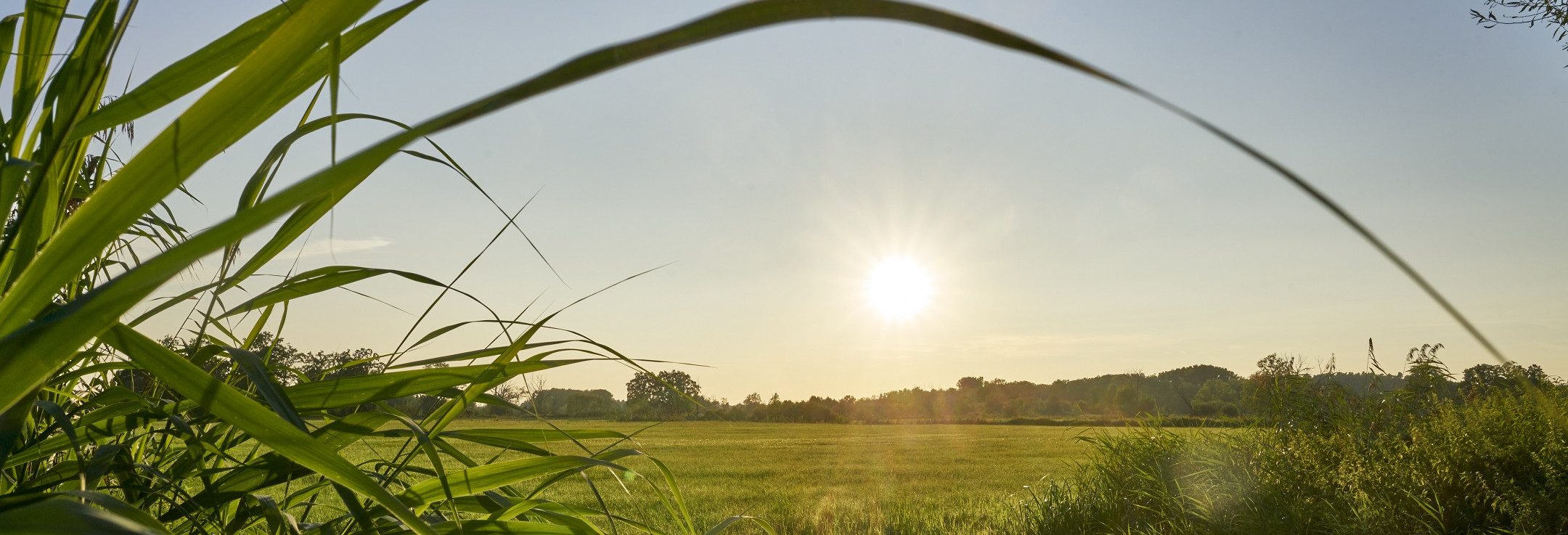 Eine grüne Wiese. Die Sonne beginnt gerade unterzugehen.